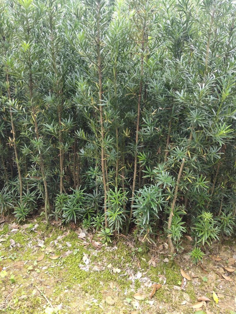 罗汉松苗（地径2.5~6公分）常年青绿可盆栽