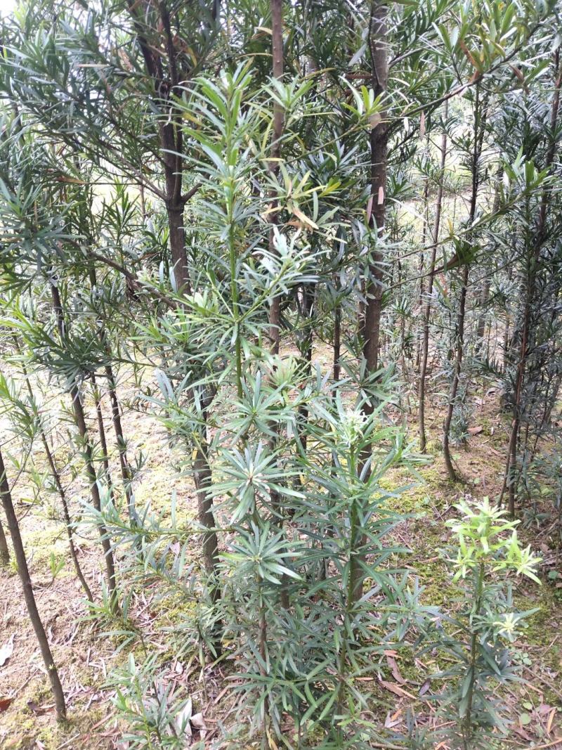 罗汉松苗（地径2.5~6公分）常年青绿可盆栽