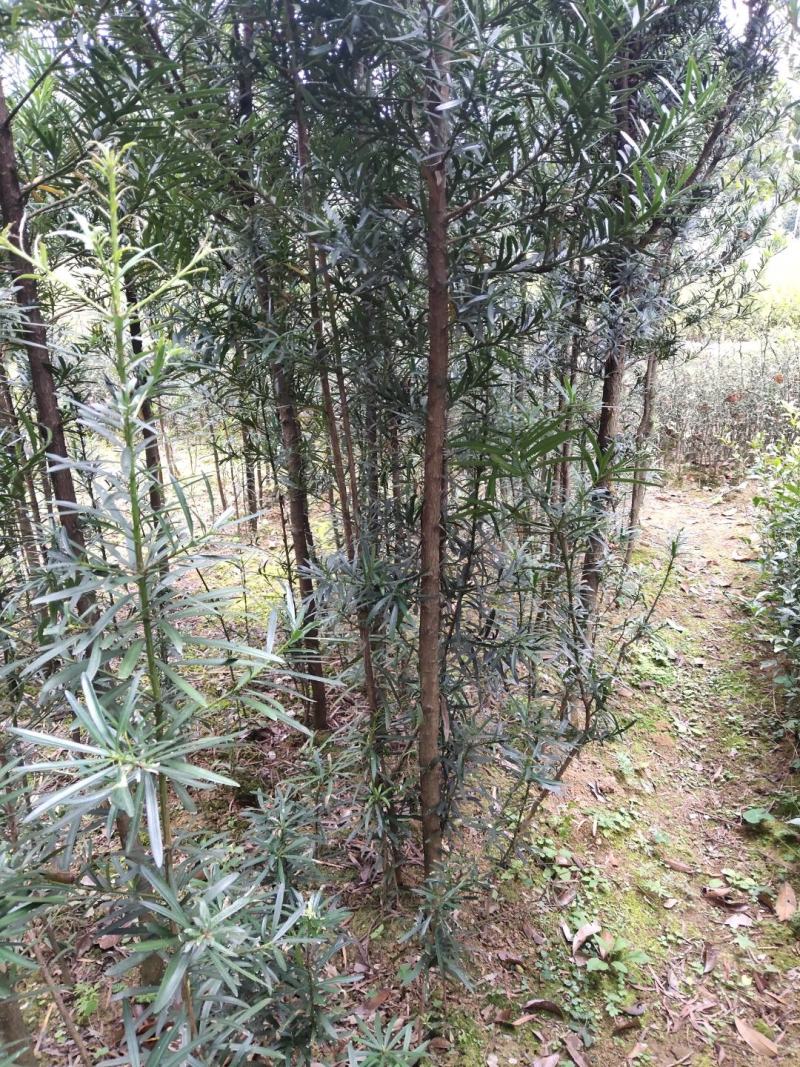罗汉松苗（地径2.5~6公分）常年青绿可盆栽