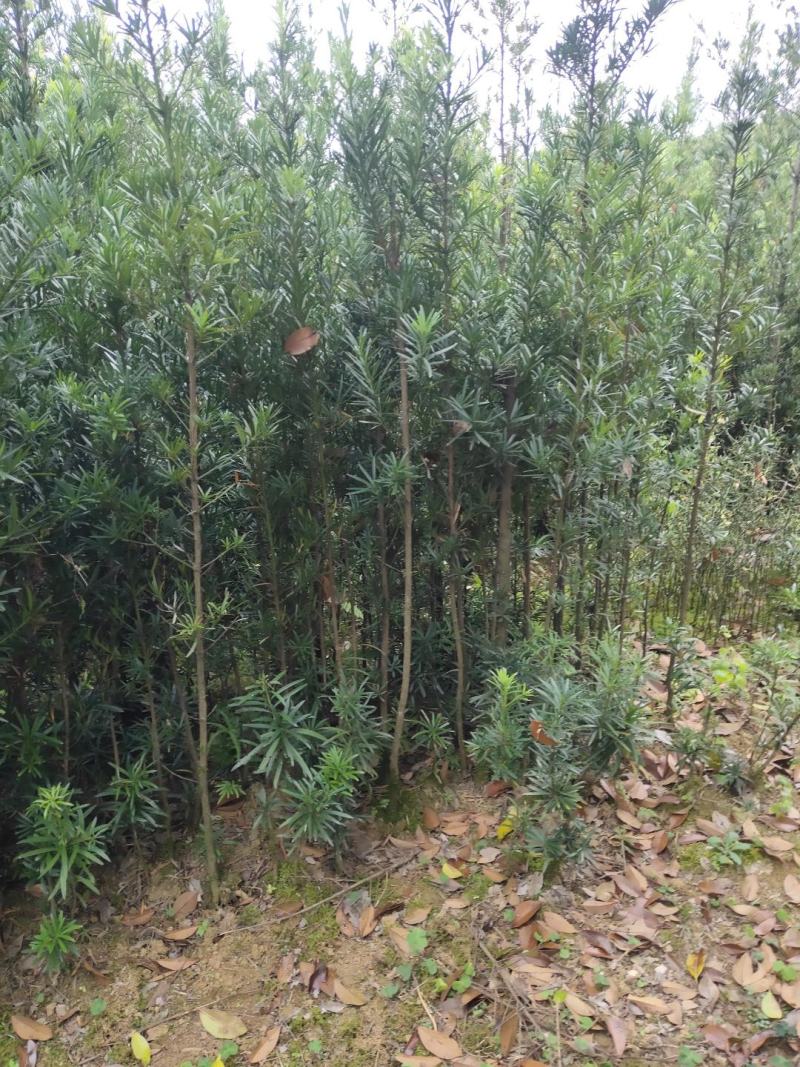 罗汉松苗（地径2.5~6公分）常年青绿可盆栽