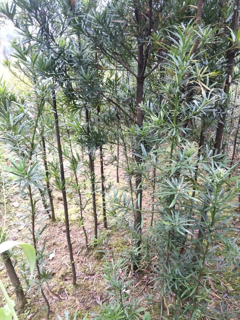 罗汉松苗（地径2.5~6公分）常年青绿可盆栽
