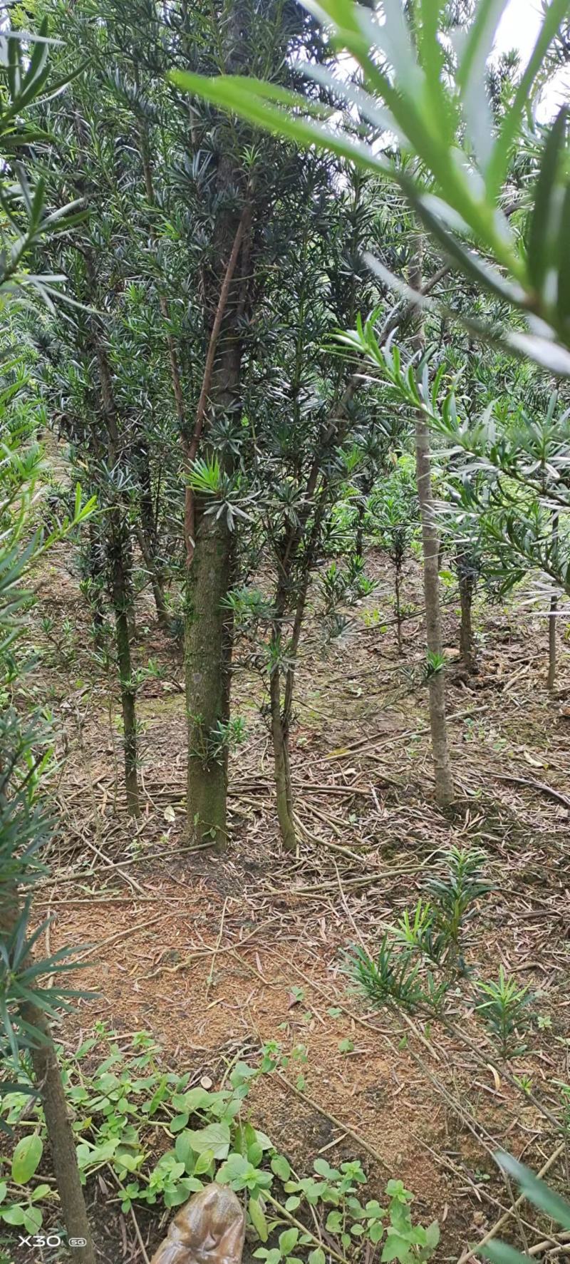 罗汉松苗（地径2.5~6公分）常年青绿可盆栽