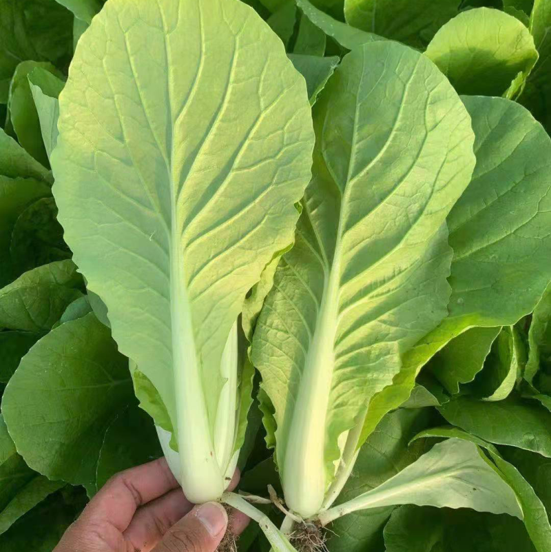 【推荐】精品小棵快菜货源充足品质保证欢迎各位老板咨询