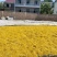 【热卖】脱水优质黄花菜，产地直供，品质保证，质优价廉物美