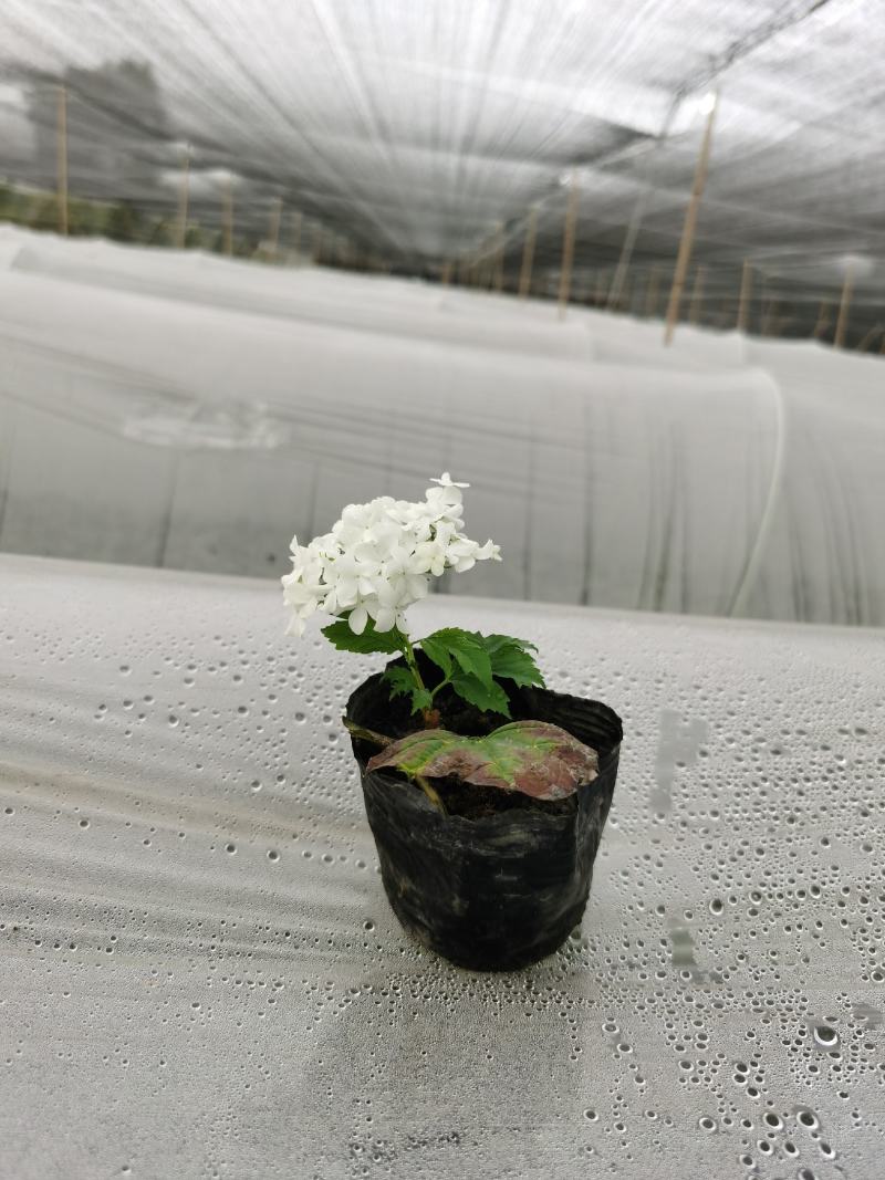 欧洲木绣球小苗，12杯苗移栽成活率高，基地批发量大从优。