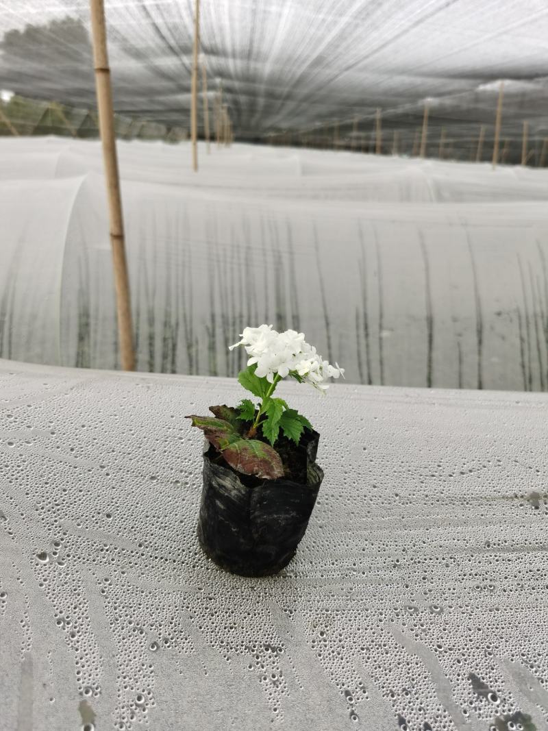 欧洲木绣球小苗，12杯苗移栽成活率高，基地批发量大从优。
