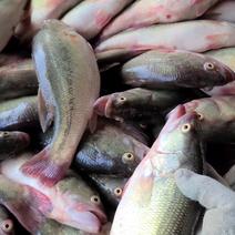 精品鲈鱼，原产地供货，0.2～1.8，可长期供货