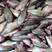 精品鲈鱼，原产地供货，0.2～1.8，可长期供货