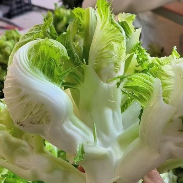 精品儿菜大量上市中，一手货源，大量现货，价格便宜