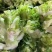 精品儿菜大量上市中，一手货源，大量现货，价格便宜