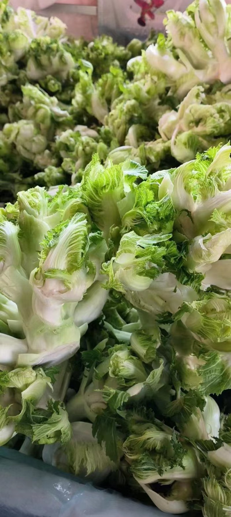 精品儿菜大量上市中，一手货源，大量现货，价格便宜