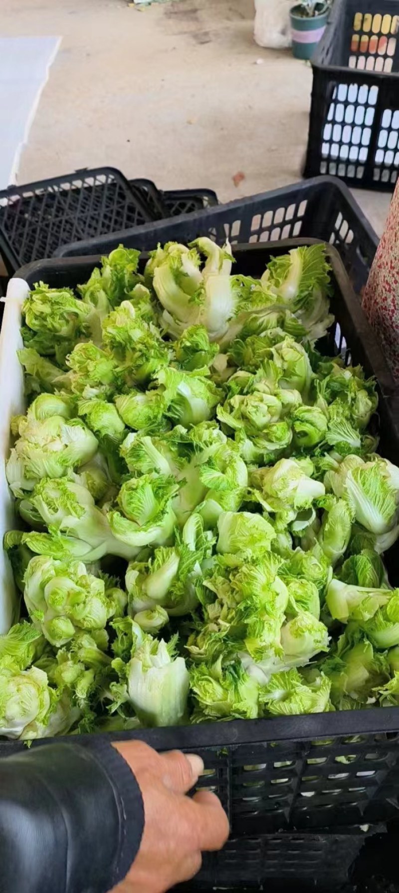 精品儿菜大量上市中，一手货源，大量现货，价格便宜