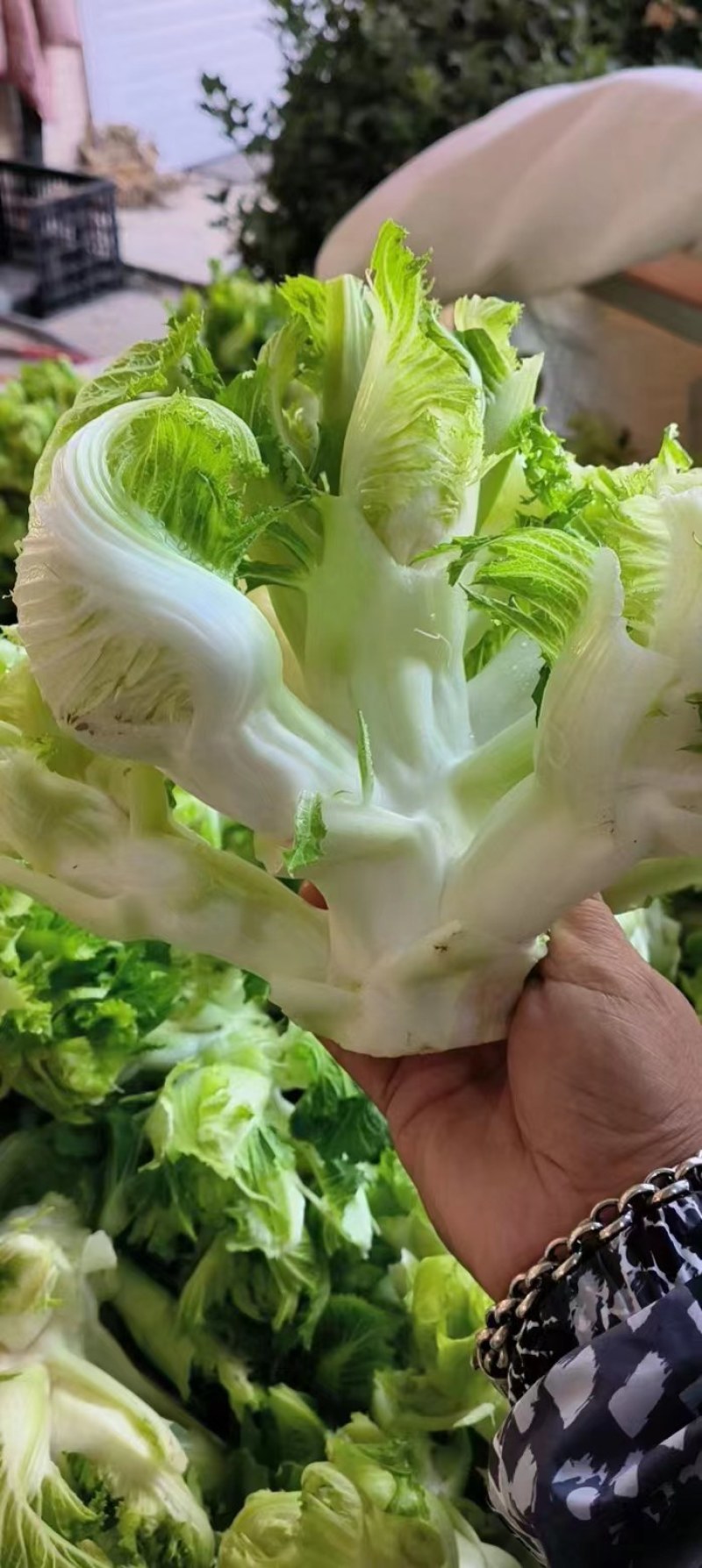 精品儿菜大量上市中，一手货源，大量现货，价格便宜