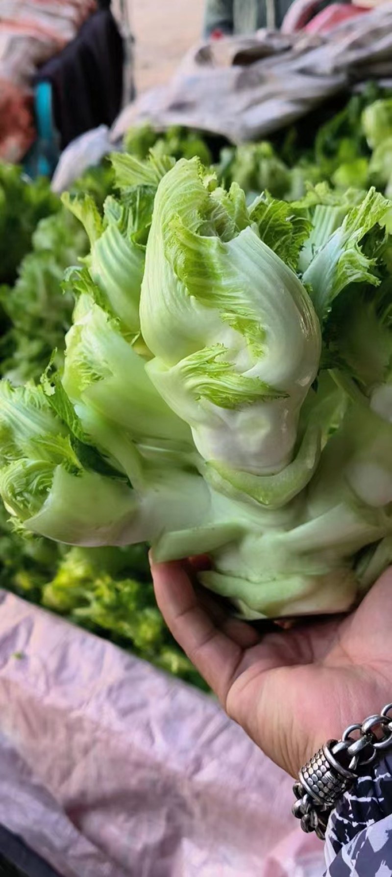 精品儿菜大量上市中，一手货源，大量现货，价格便宜