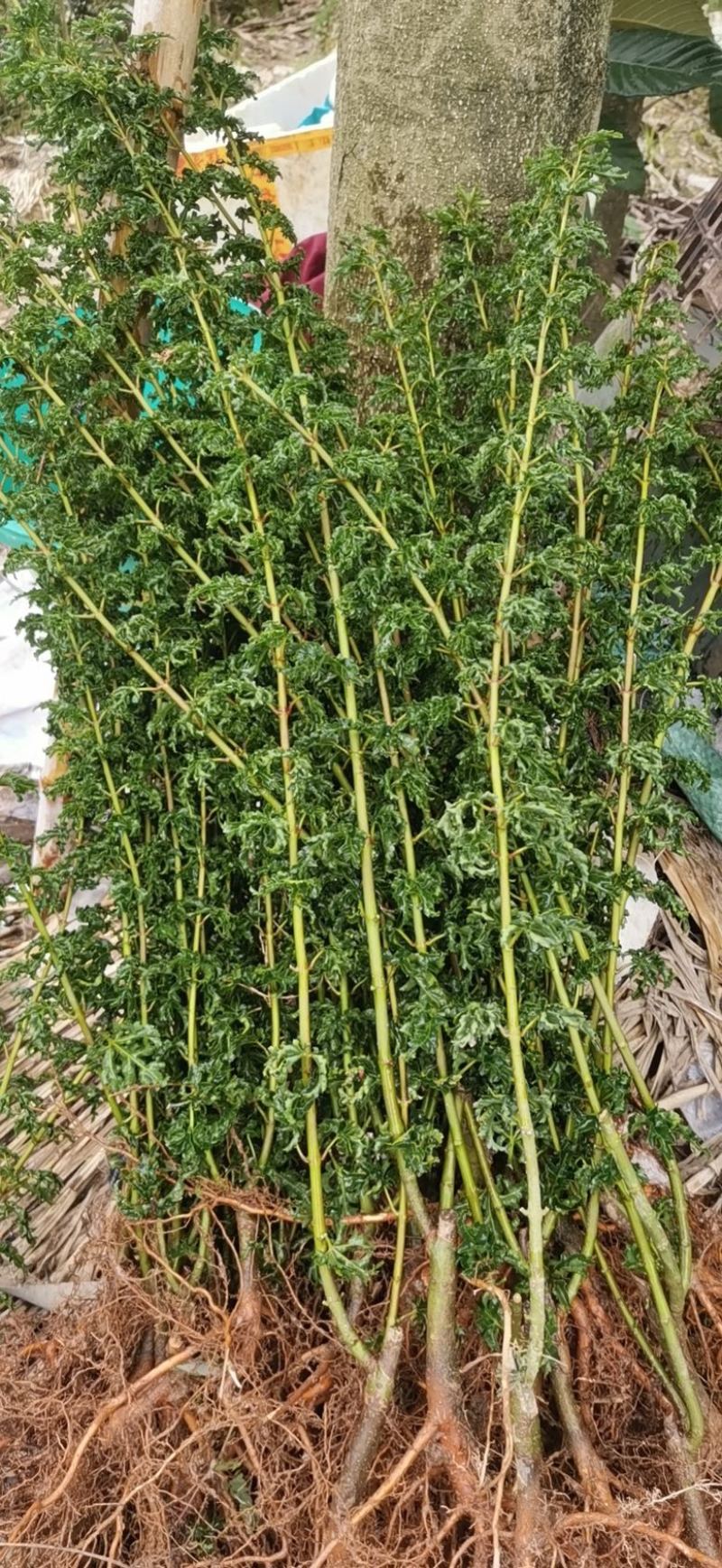 狮子头小苗上盆景枫树小苗