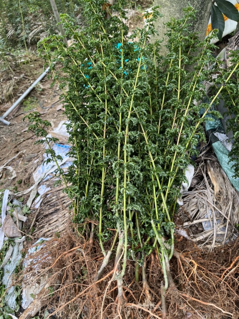 狮子头小苗上盆景枫树小苗