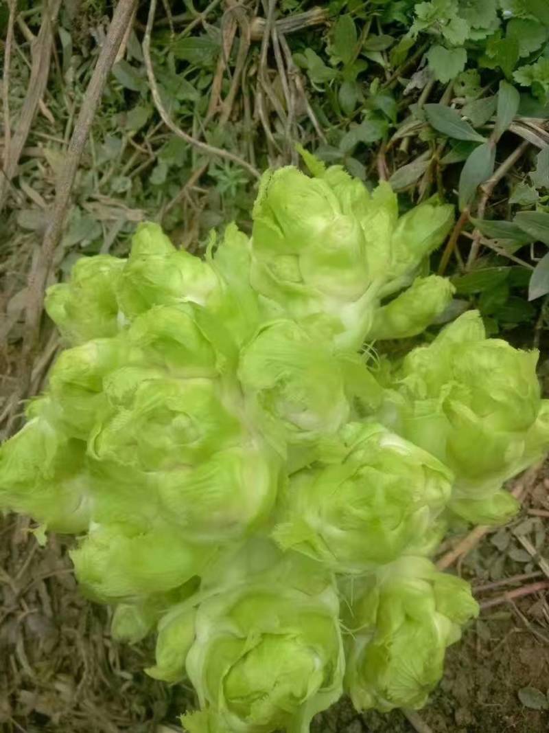 儿菜，各位老板你们好，我基地儿菜大量供货，价格合理，欢迎