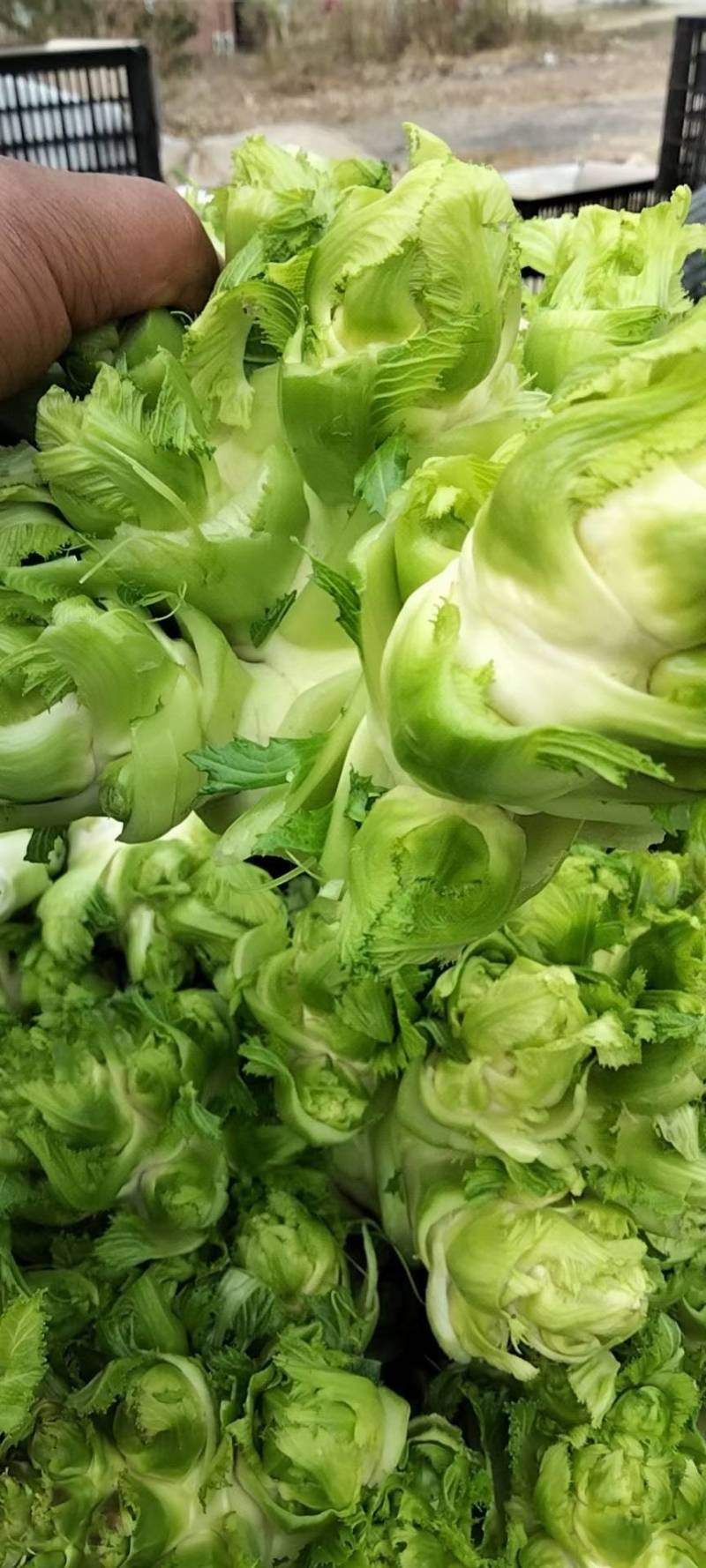 儿菜，各位老板你们好，我基地儿菜大量供货，价格合理，欢迎