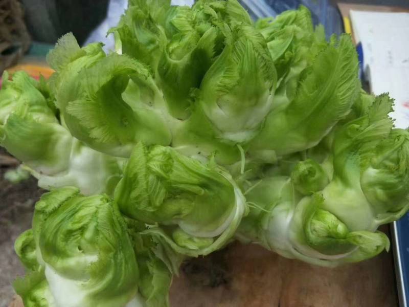 儿菜，各位老板你们好，我基地儿菜大量供货，价格合理，欢迎