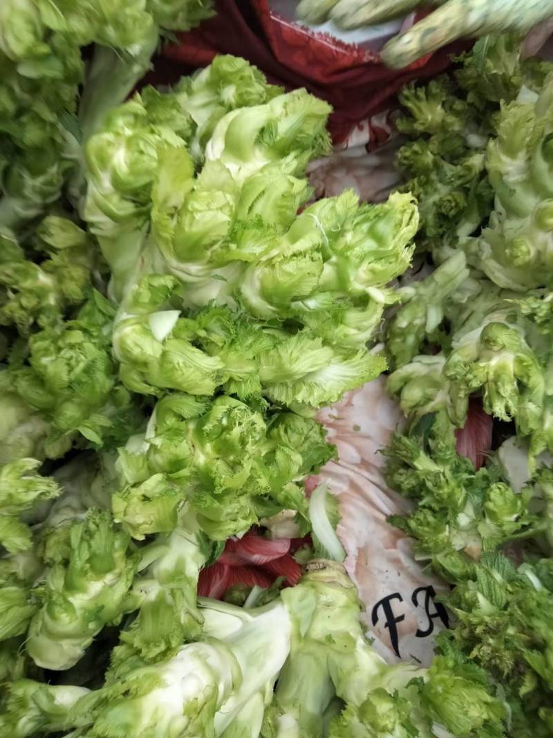 儿菜，各位老板你们好，我基地儿菜大量供货，价格合理，欢迎