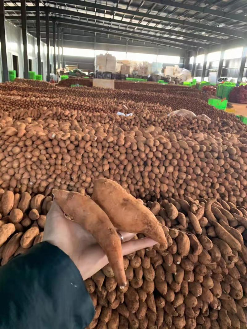 云南高原蜜薯建水红土灰薯