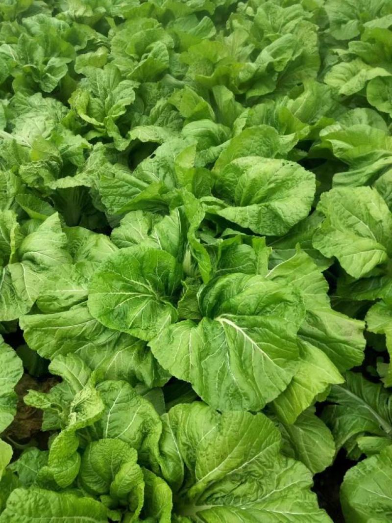 四川基地大量供应青菜，泡青菜，量大从优，质量保证。