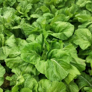 四川基地大量供应青菜，泡青菜，量大从优，质量保证。