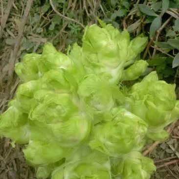 儿菜,各位老板你们好,我基地儿菜大量供货,价格合理,欢迎