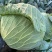 扁甘蓝0.23上车