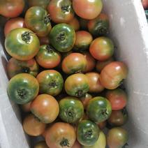 丹东铁皮柿子全国5斤35元，支持一件。