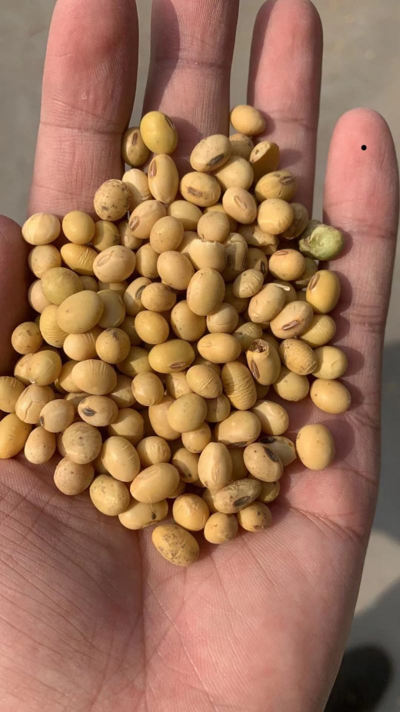 双比重筛选河南豆水分13内蛋白42
