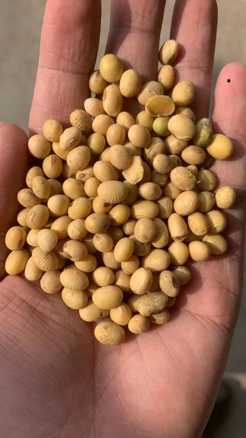 双比重筛选河南豆水分13内蛋白42
