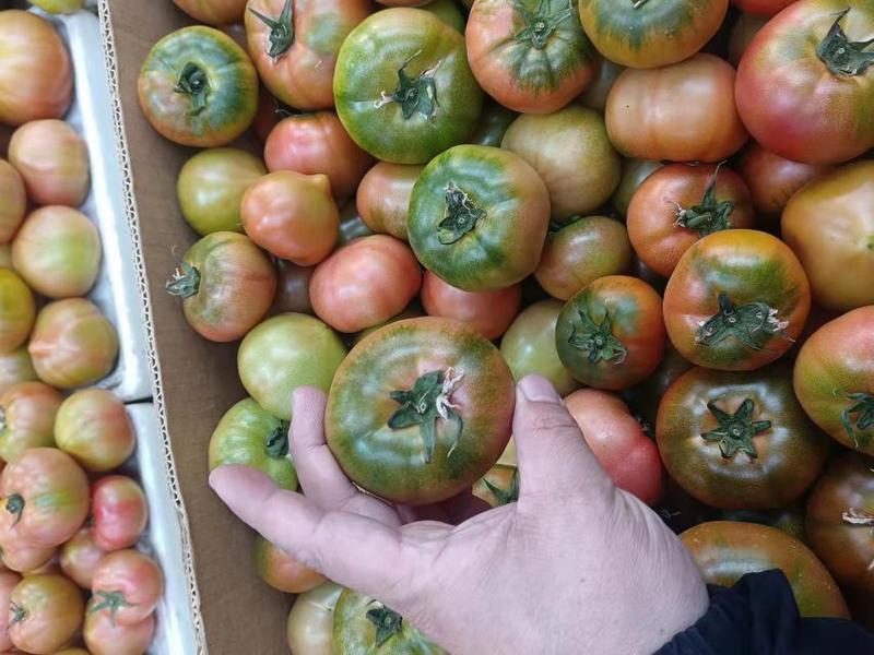 丹东铁皮柿子全国包邮5斤35元，支持一件代发。