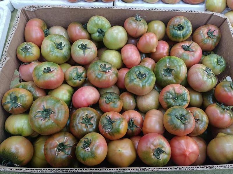 丹东铁皮柿子全国包邮5斤35元，支持一件代发。