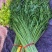 精品水芹菜可根据市场需要加工去根去叶净菜不接急单