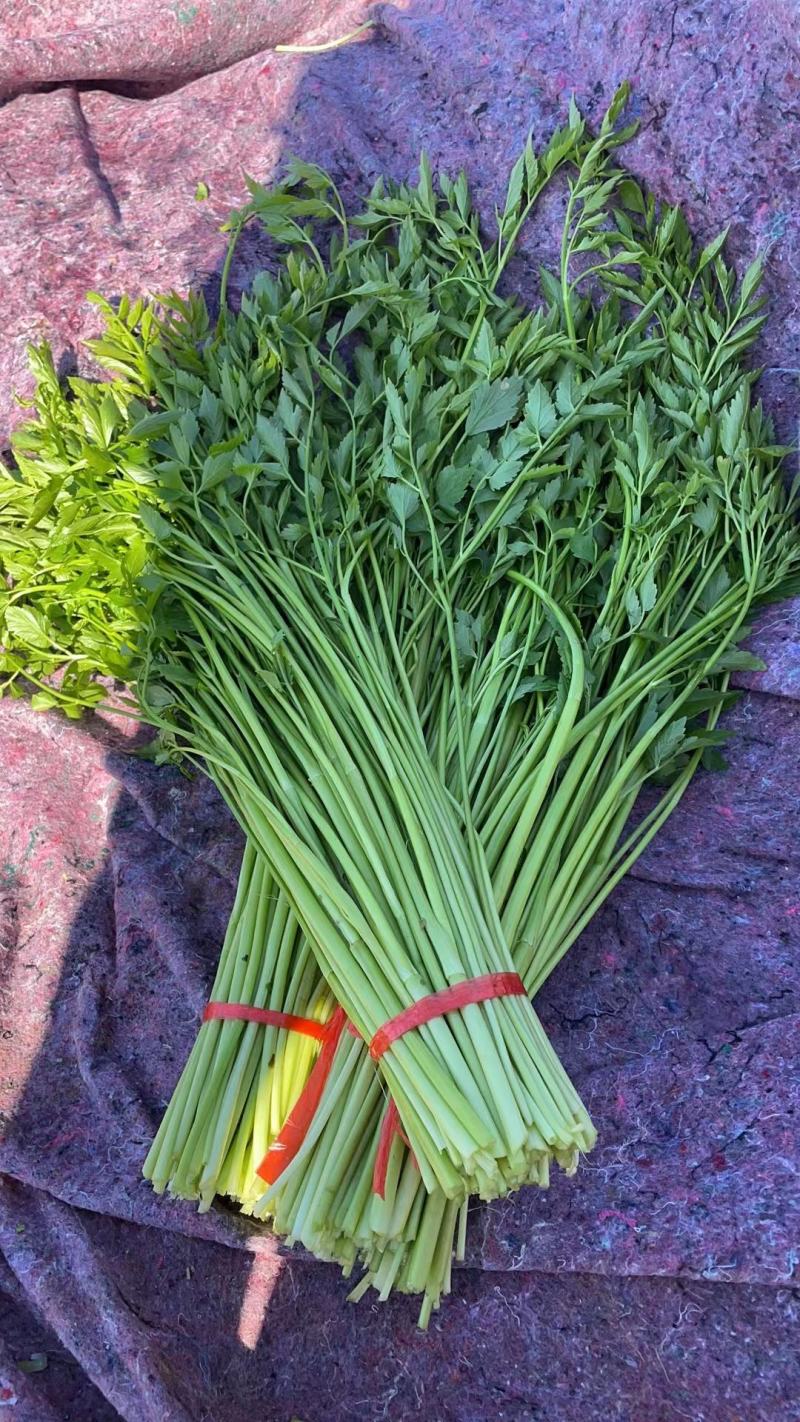 精品水芹菜可根据市场需要加工去根去叶净菜不接急单
