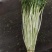 精品水芹菜可根据市场需要加工去根去叶净菜不接急单