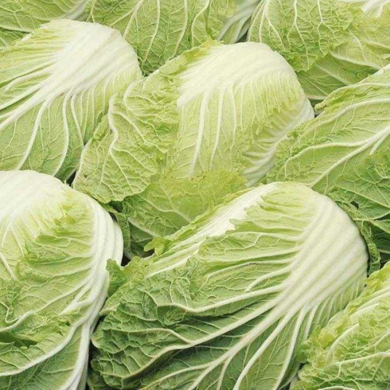 酒泉精品大白菜规格齐全大量上市全国发货
