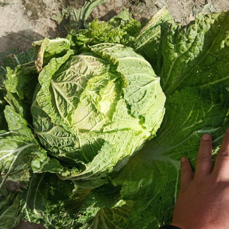 酒泉精品大白菜规格齐全大量上市全国发货