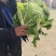 酒泉精品大白菜规格齐全大量上市全国发货