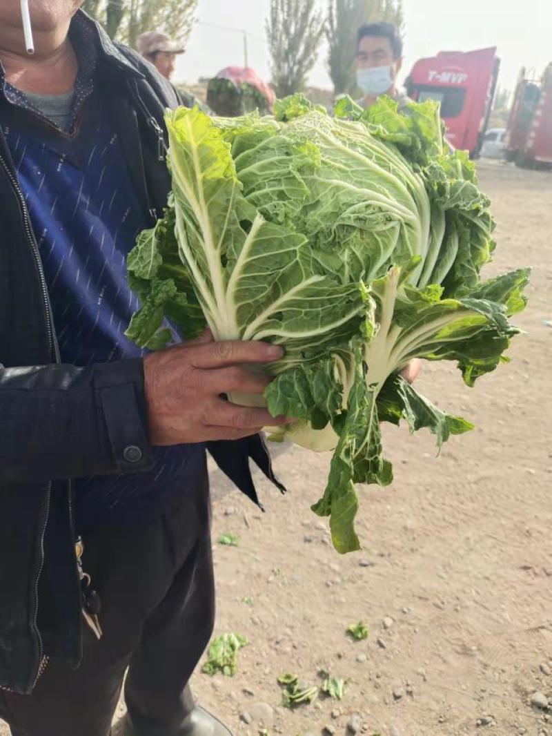 酒泉精品大白菜规格齐全大量上市全国发货