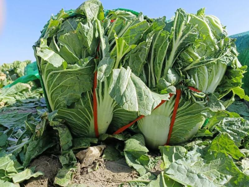 酒泉精品大白菜规格齐全大量上市全国发货