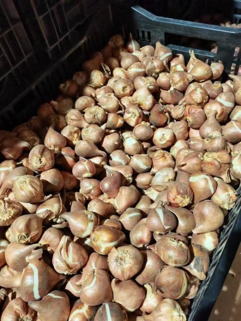 郁金香荷兰进口种球园林绿化园艺花镜景观必备绿植开花种球