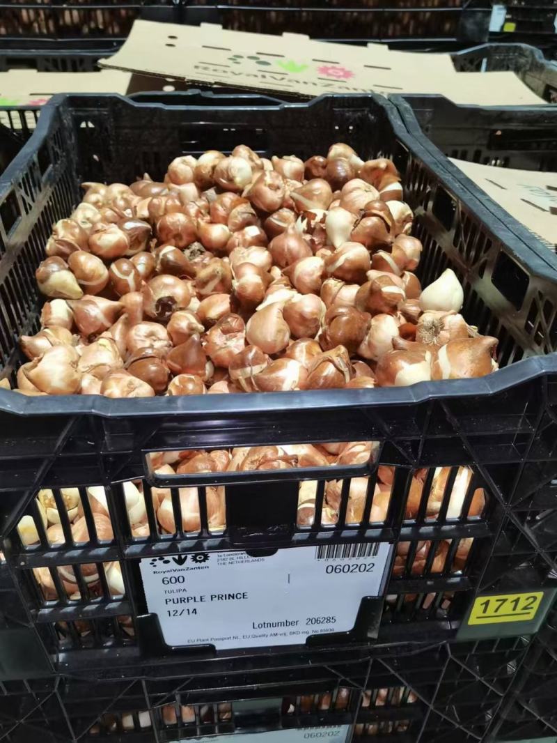郁金香荷兰进口种球园林绿化园艺花镜景观必备绿植开花种球