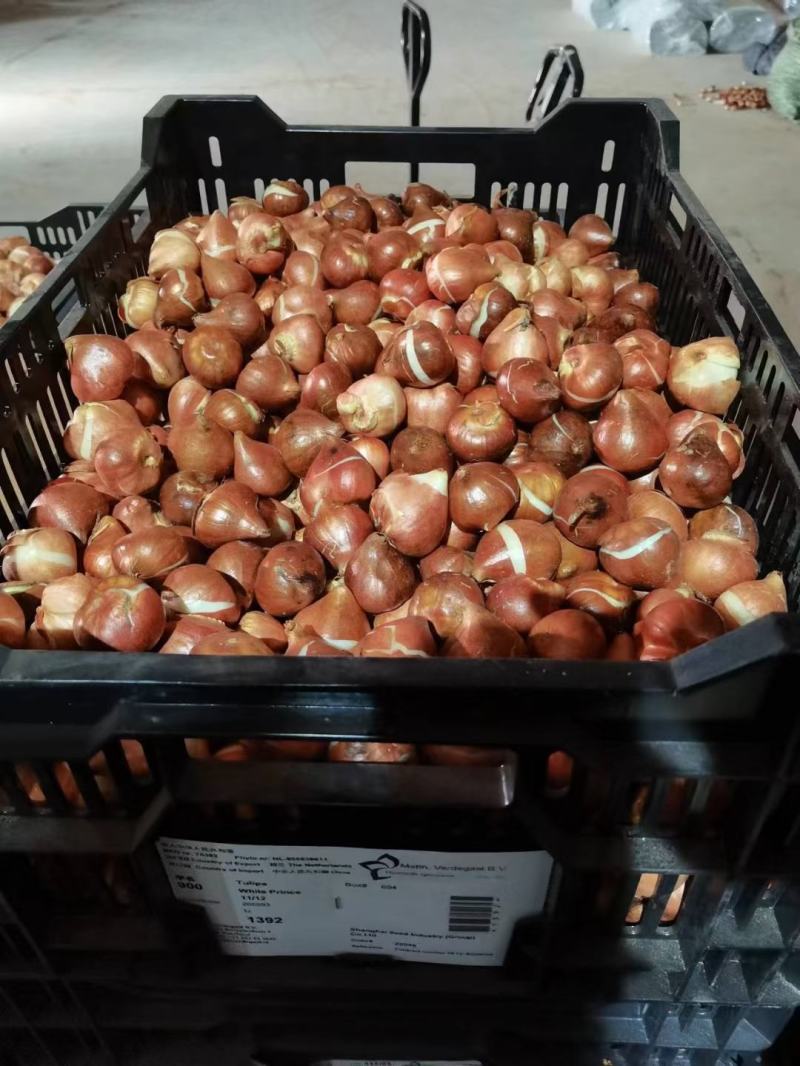 郁金香荷兰进口种球园林绿化园艺花镜景观必备绿植开花种球