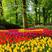 郁金香荷兰进口种球园林绿化园艺花镜景观必备绿植开花种球