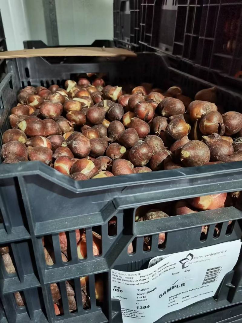 郁金香荷兰进口种球园林绿化园艺花镜景观必备绿植开花种球