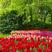 郁金香荷兰进口种球园林绿化园艺花镜景观必备绿植开花种球