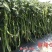 豫艺鲜辣60线椒种子早熟长果线椒种籽顺直光滑脆嫩香辣