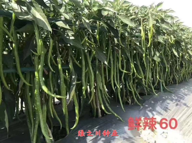 豫艺鲜辣60线椒种子早熟长果线椒种籽顺直光滑脆嫩香辣